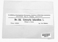Cetraria islandica image